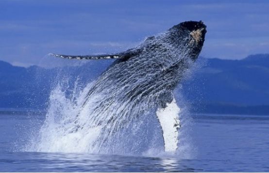 被鲲鹏中的鲲,一口吞下肚子里,活下来的几率有多大呢?