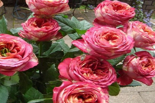 月季"三文鱼",鲑红色花朵,很像三文鱼的感觉