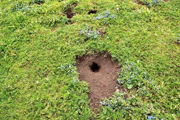 大自然的"建筑师"有多神奇,草原鼠洞的结构整个一地下迷宫