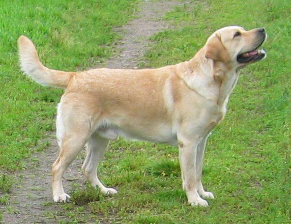 拉布拉多犬摇尾巴的不同含义,你都了解了吗?