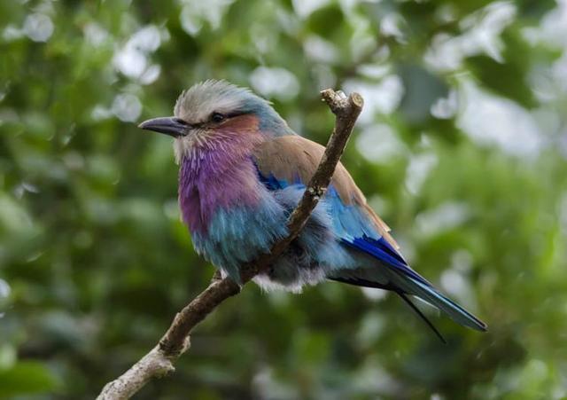 心理测试觉得哪只百灵鸟会带来好运测你会遇上什么样的贵人