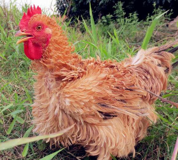 卷毛鸡很丑却不知是鸡中珍品比甲鱼还补100一斤遭哄抢