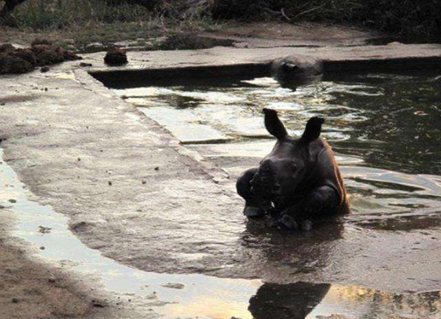 被一阵叫声吸引, 走近一看马上实施援救|犀牛|援救|水塘_新浪新闻