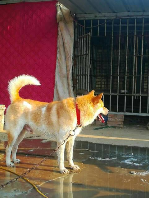 原生态金钱尾中国标版土狗我爱土狗