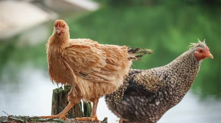 卷毛鸡很丑却不知是鸡中珍品比甲鱼还补100一斤遭哄抢