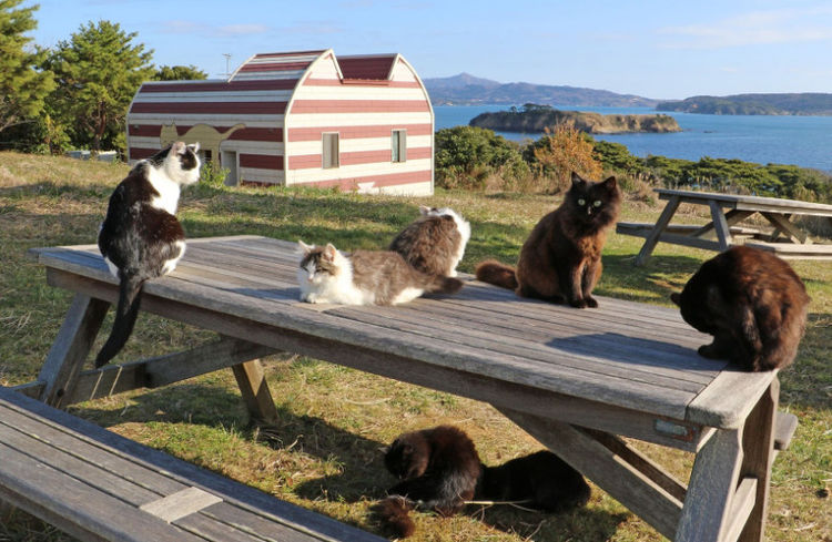 小岛老鼠太多,居民引进一批猫咪,几年后猫咪变成"猫岛"!
