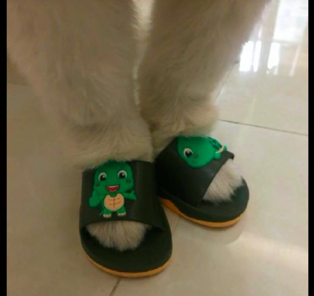 网友买的拖鞋小了给家里的萨摩耶穿却正合适狗给我穿小鞋