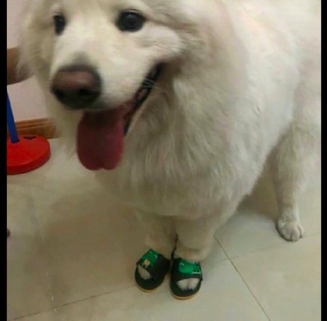 网友买的拖鞋小了给家里的萨摩耶穿却正合适狗给我穿小鞋