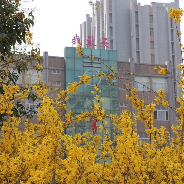 春已来,花已开 | 最美校园之诸城