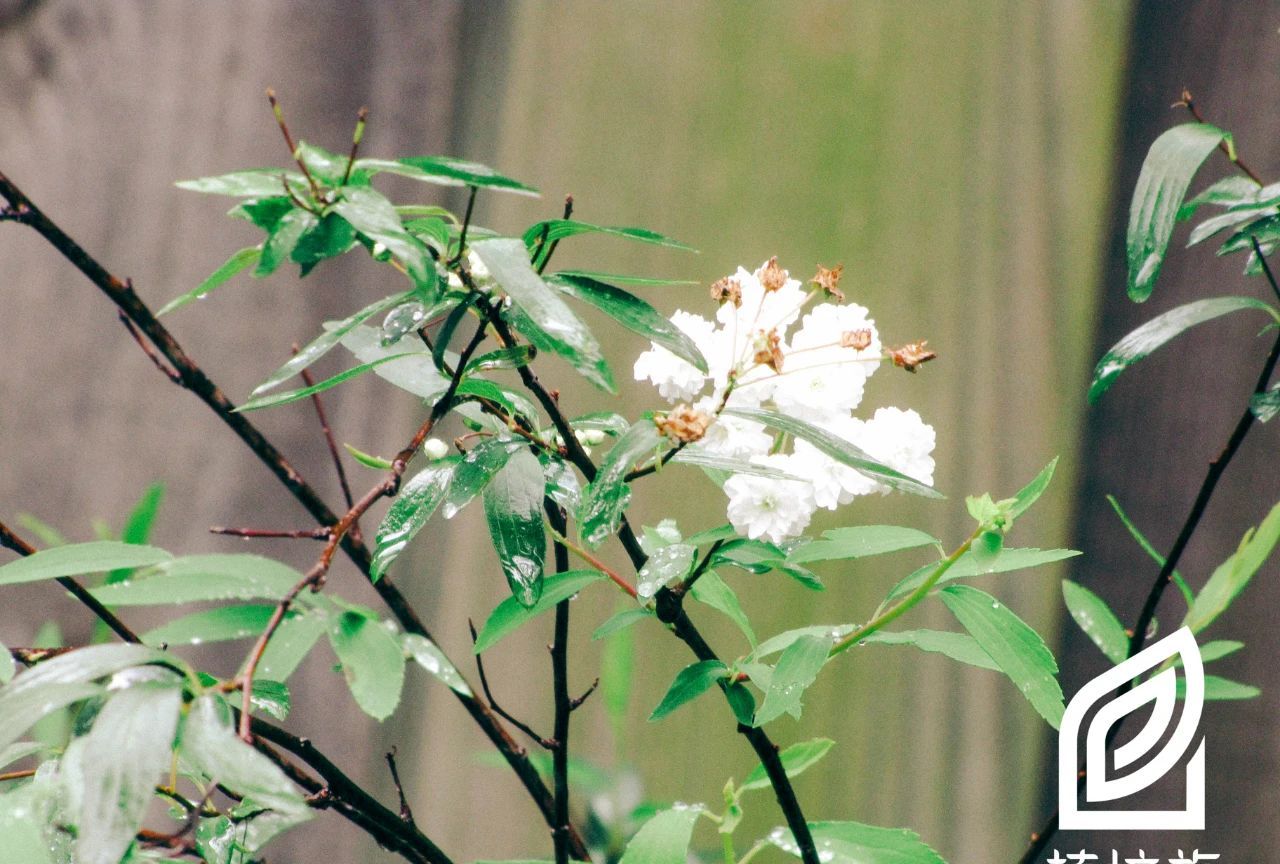 「植培施」麻叶绣线菊spiraea cantoniensis 落叶灌木类栽培手