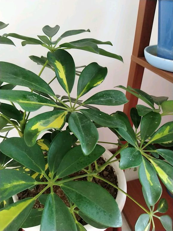 鹅掌木黄叶子长势不佳4个小技巧养好了还能净化空气