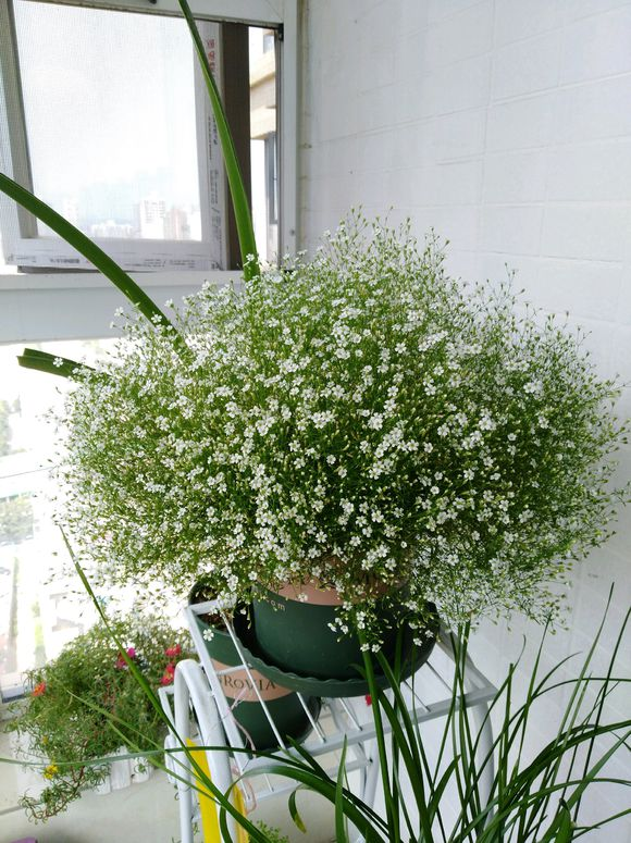 家中养盆满天星,首先吉普赛,好看还好养,花期能开100多天