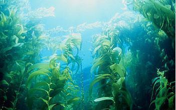 这些植物能够净化海水,让海水变得更加澄清.