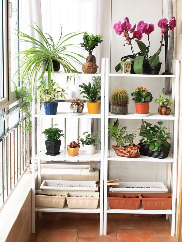 小阳台想种花?这几个妙招立马让阳台变花园,赶紧收藏吧|阳台|花架|花