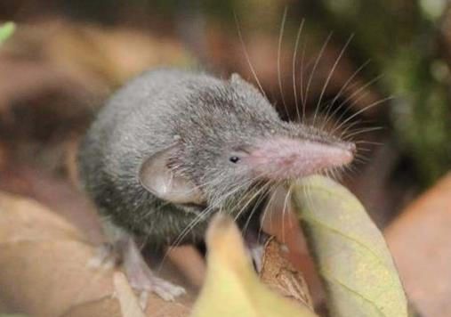 世界上最小的脊椎动物排名 阿马乌童蛙是新物种 微鲤长度7.9毫米