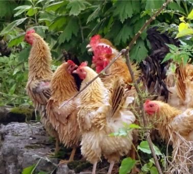 "卷毛鸡"很丑,却不知是鸡中珍品,比甲鱼还补,100一斤遭哄抢|麒麟|毛鸡