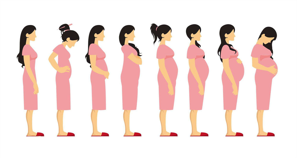 孕期肚子变化过程图图片
