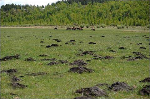 大自然的"建筑师"有多神奇,草原鼠洞的结构整个一地下迷宫