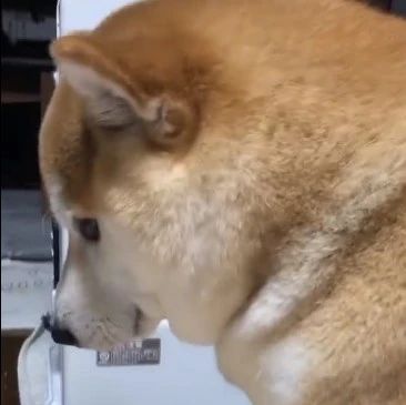 柴犬生气不理主人 这侧面一看 都气出双下巴了 柴犬生气不理主人 这侧面一看 都气出双下巴了