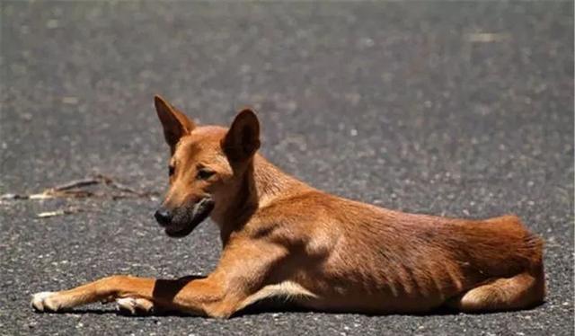 中国土狗移民澳洲成为澳洲野兔克星还混到了保护动物称号