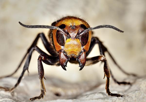 世界上最残酷无情的黄蜂,拥有极强毒液,能分解人体组织