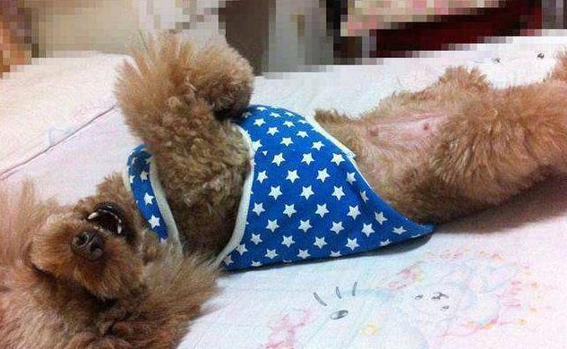 泰迪犬对你做这5个行为,是在撒娇,你家会吗?|撒娇|狗狗|你家_新浪新闻