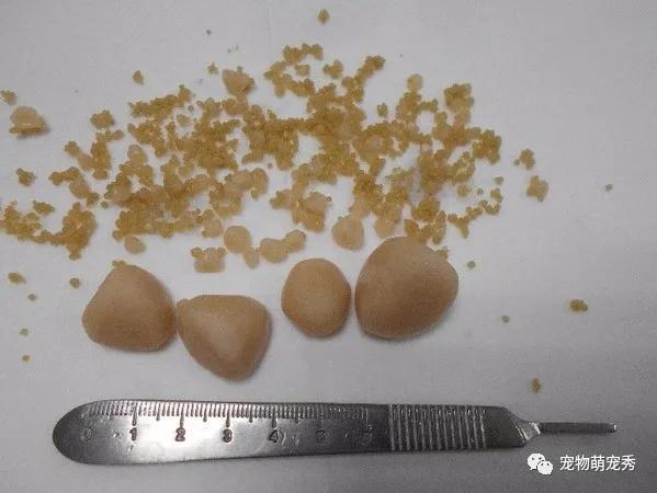 雪纳瑞小便嗷嗷叫!兽医急做手术,狗狗膀胱切开惊见百颗结石?