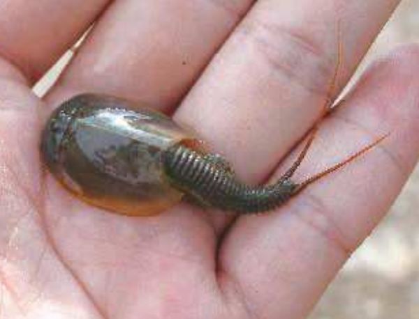 三眼恐龙虾|鲎虫|下场_新浪新闻