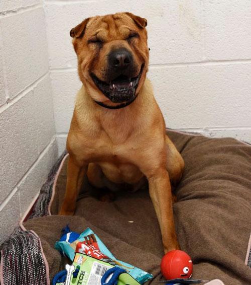 不想要的沙皮狗被人拴在火车站,边上箱子里还有狗的玩具和用品