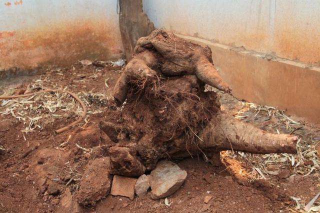 老人在田间挖到奇怪树根, 儿子见到后连忙叫人帮忙