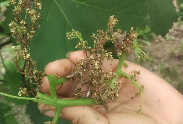 开花前后是葡萄穗轴褐枯病入侵的主要时期,同期还有一个病害(灰霉病)