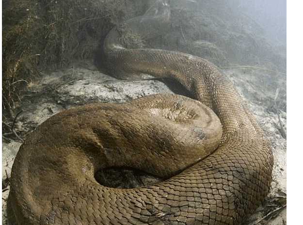 探险家林中探险发现巨大生物,它是世上已知的最大的蛇类!