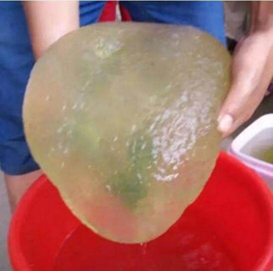 其实有点像太岁,就是一种非常珍贵的肉灵芝,也有网友表示是一块软水晶