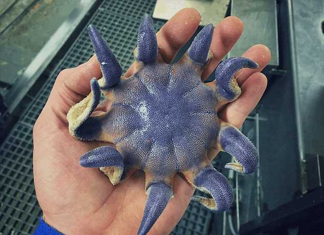 这只鱼怪有九只脚,长得很像章鱼,但仔细看又有几分像蜘蛛,难道是深海