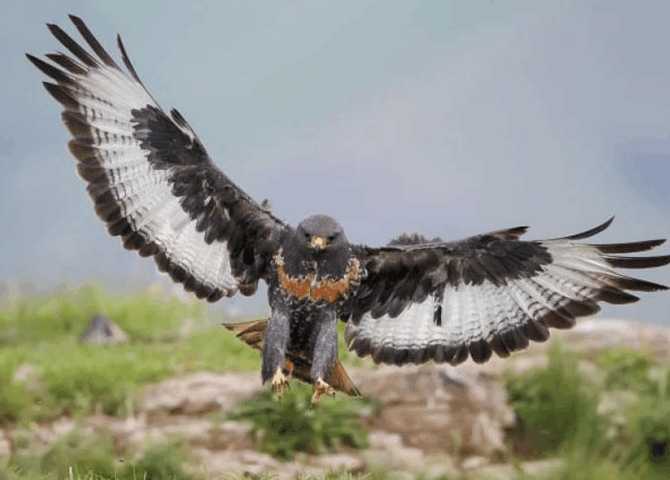 男子野外拍到"雕兄", 像人类一样行走, 特别有范!