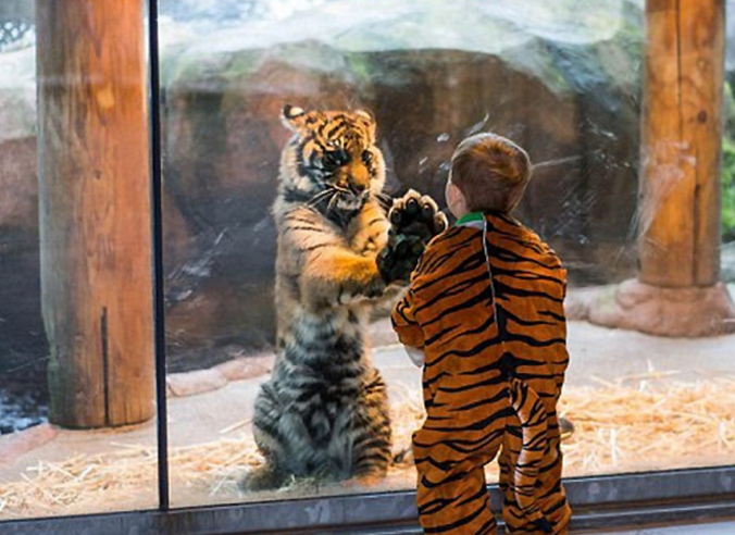 小虎崽痛失母亲终日闷闷不乐,饲养员儿子扮老虎与其玩耍