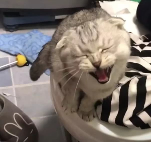 折耳猫跑进浴室大叫,知道真相后主人超感动,网友:别人家的猫!
