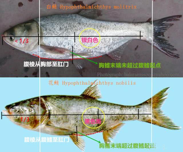 鲢鱼|鳙鱼|鲢_新浪新闻