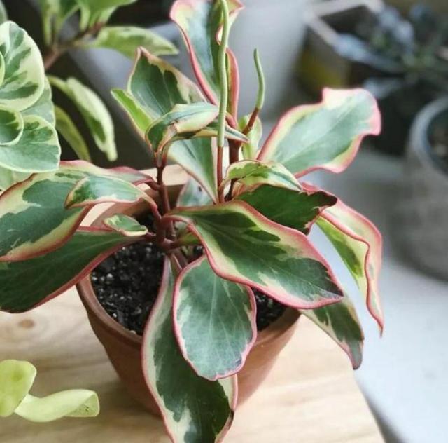 红边椒草开花吗 红边椒草的风水禁忌