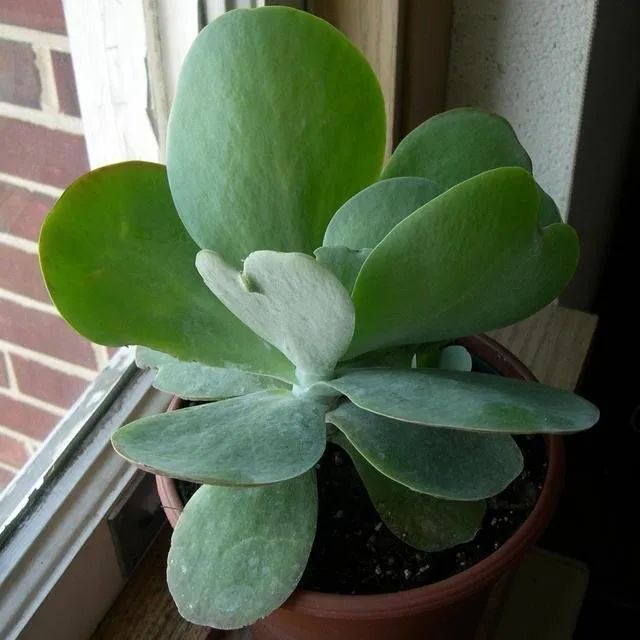 叶片特别大的唐印繁殖简单让叶子染上红色也很容易