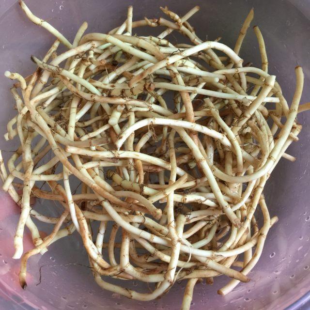 它是天然的"青霉素",常吃身体倍好不生病,抵抗力强不怕感冒