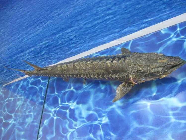 长江白鲟活了1亿年躲过6500万年前的大灭绝为何如今灭绝了