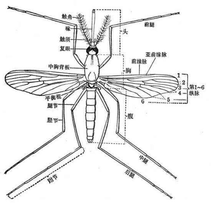 纽约动物园老虎确诊蚊子是不是新冠病毒携带者