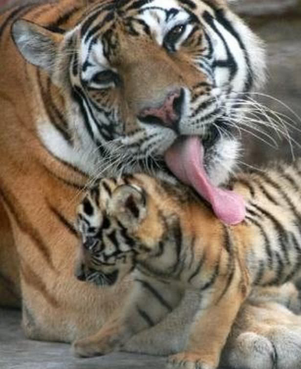 民间流传的老虎舔一下一块皮掉下,是真的吗?看完长知识了