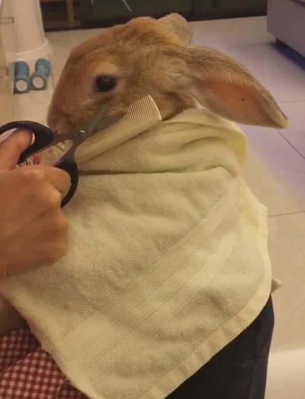 然后身上还披着一块布,用搂挡住毛发落在身上,兔子在享受着网友给剪毛