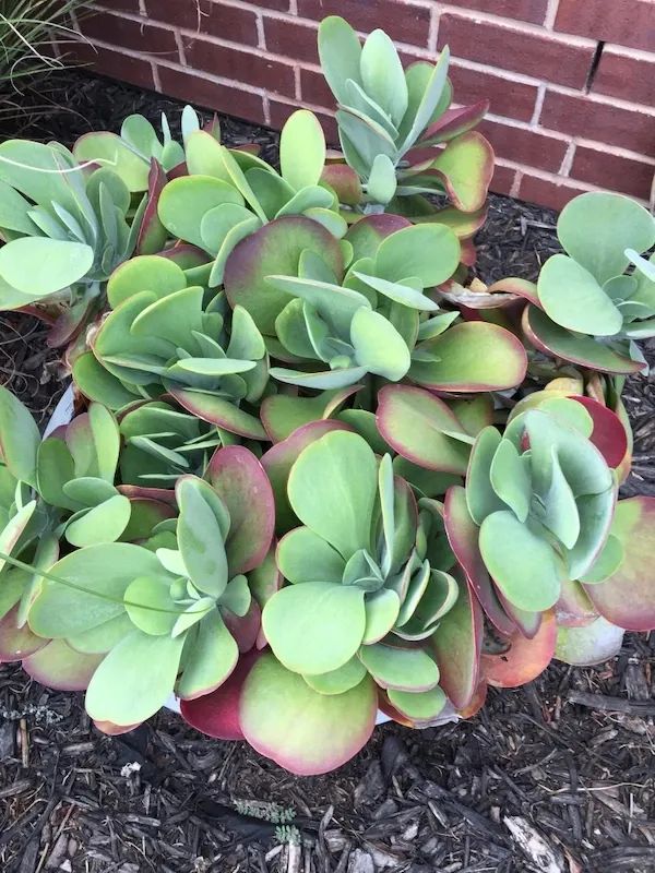 叶片特别大的唐印繁殖简单让叶子染上红色也很容易