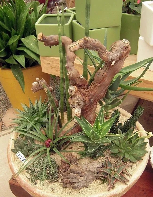 用空气凤梨和空气草等多肉布置枯木植物景观,连花盆都省下了