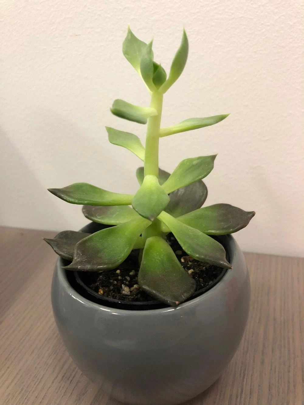 室内养的盆栽多肉植物茎叶不断拉长枝叶徒长要咋解决