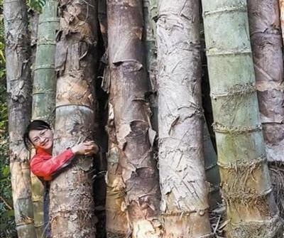 世界最大的竹子,高度超10层楼,就在我国,你能相信它是一种草吗