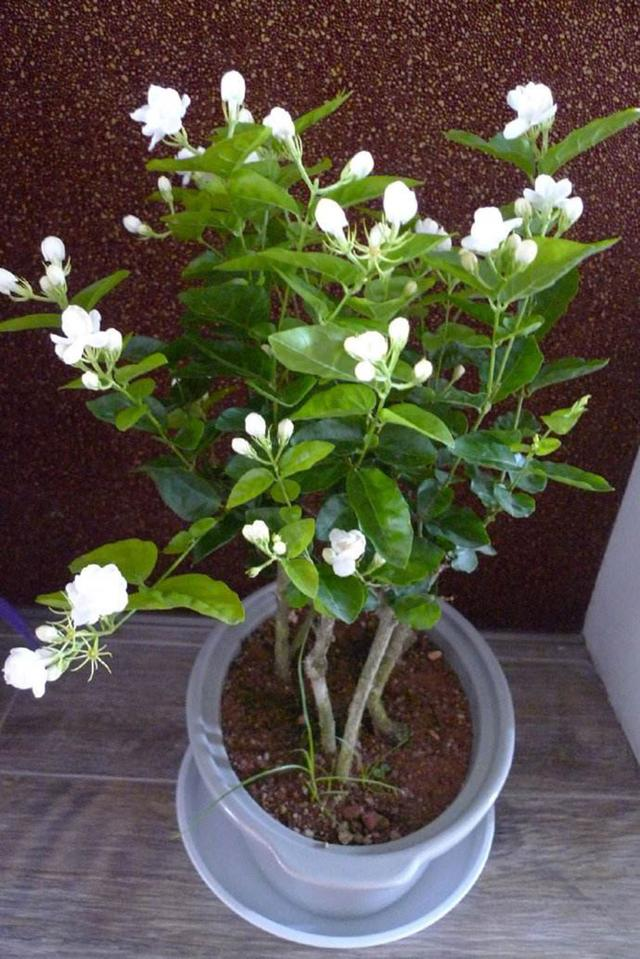 茉莉花扦插生根慢用这两种生根水半个月就生根新叶呼呼长